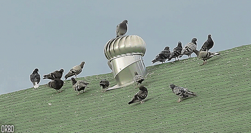 Keep Birds Off Roof